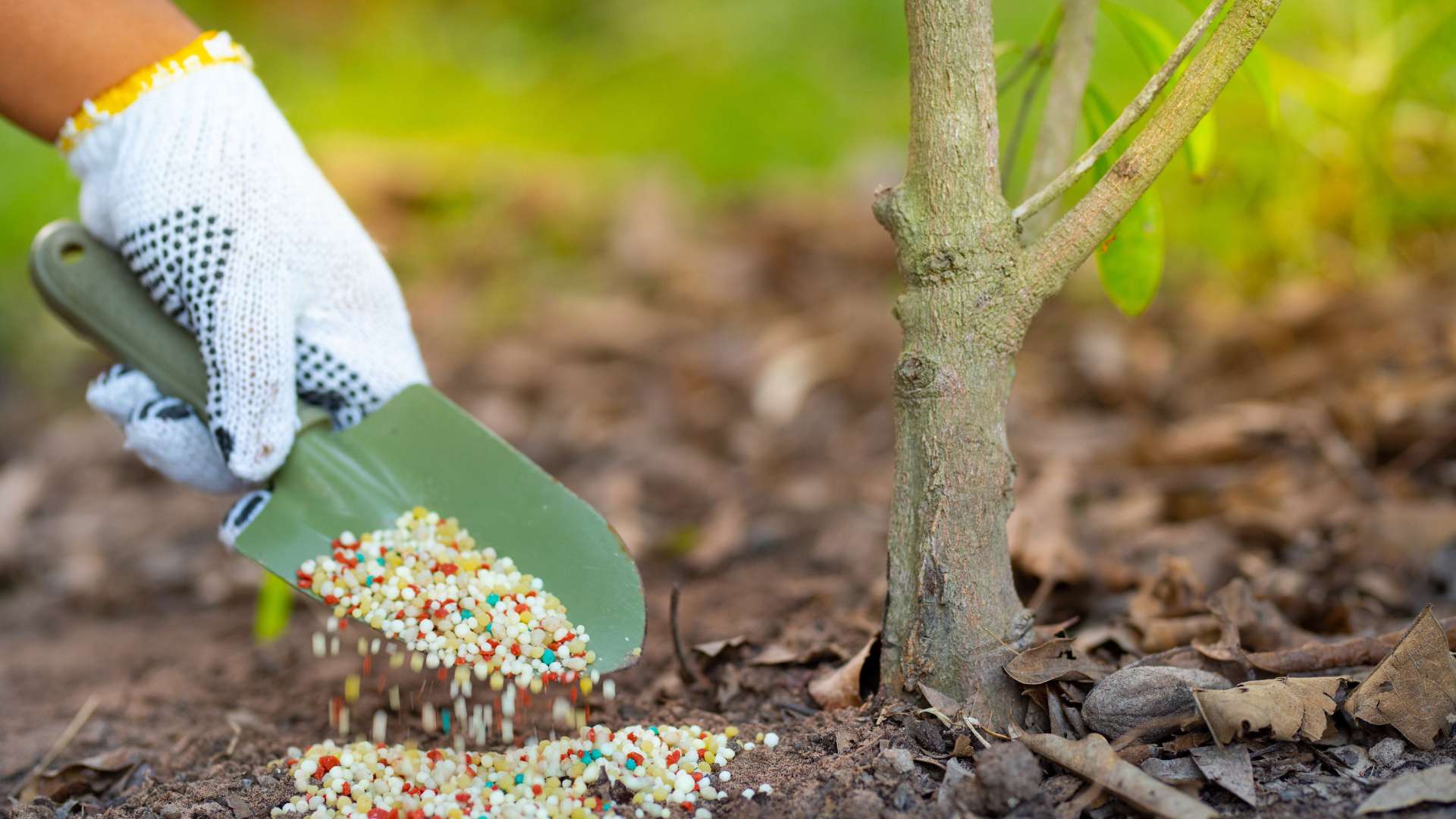 Tree base receiving granular feed for plant fertilization in Indiana