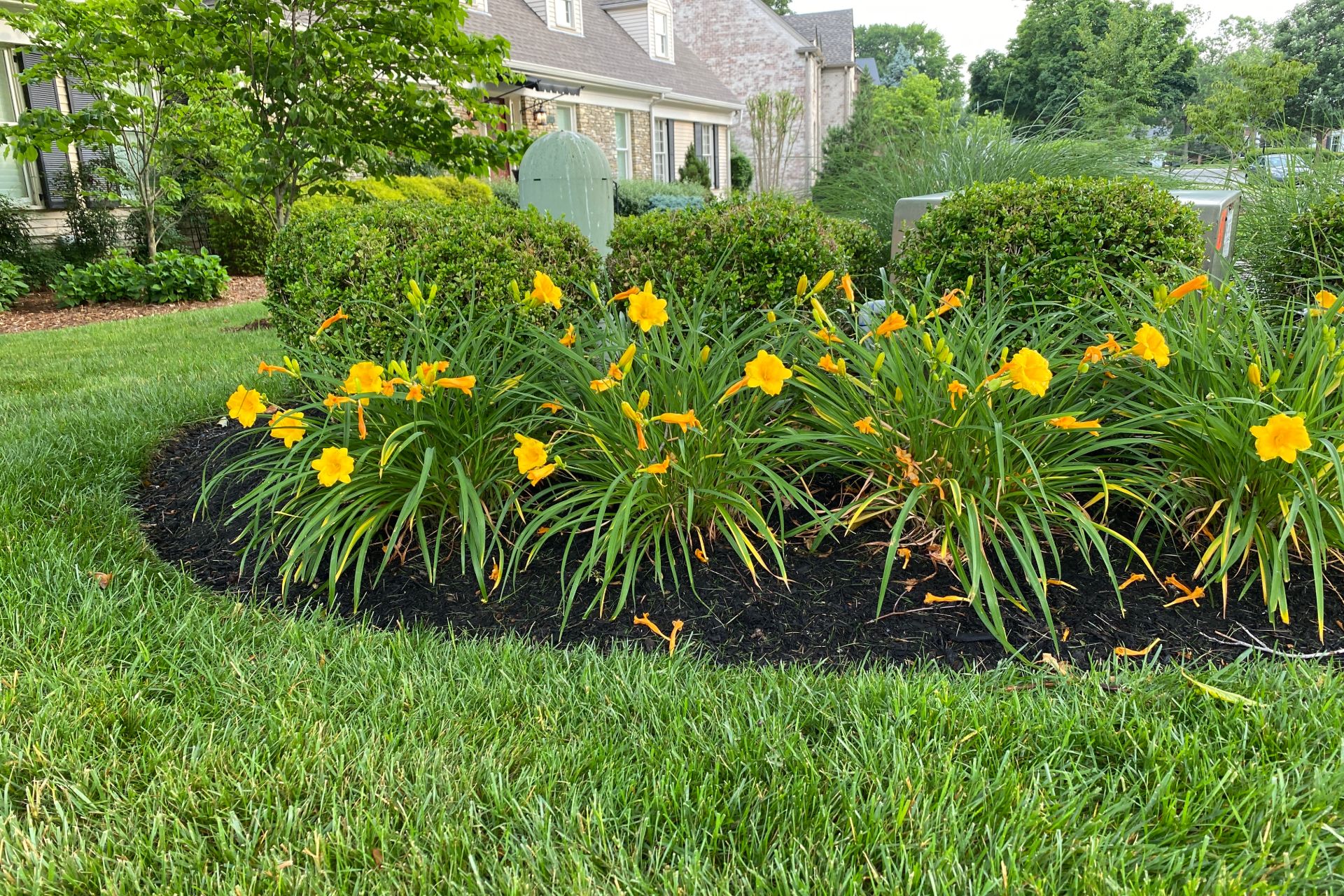 Flower bed with yellow daylilies and manicured shrubs maintained by plant health service in Indiana