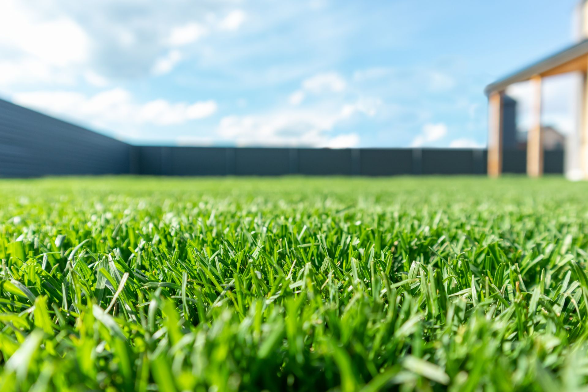 Close-up of grass maintained through professional lawn care in Indiana