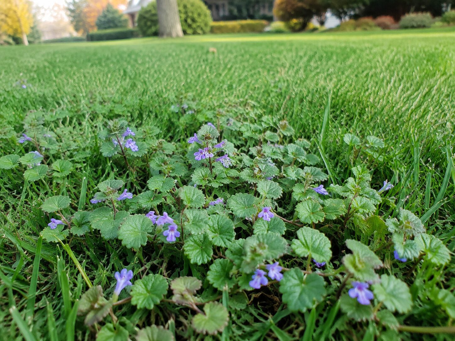 Creeping Charlie (ground ivy) with scalloped round leaves and small purple flowers spreading through a lawn
